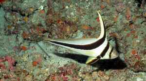 Equetus lanceolatus im Aquarium halten