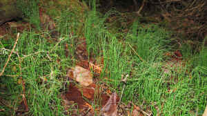 Equisetum scirpoides am Gartenteich