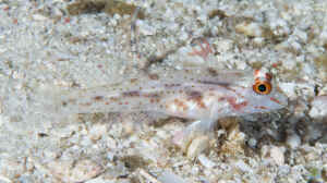 Fusigobius signipinnis im Aquarium halten