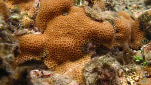 Gardineroseris planulata im Aquarium halten