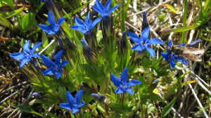 Gentiana nivalis am Gartenteich pflanzen