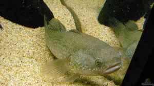 Giuris margaritacea im Aquarium halten