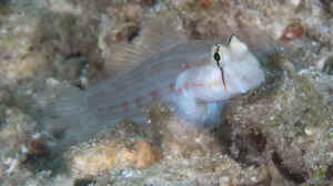 Gnatholepis anjerensis im Aquarium halten