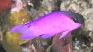 Gramma melacara im Aquarium halten