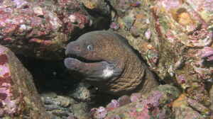 Gymnothorax mordax im Aquarium halten