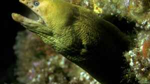 Gymnothorax prasinus im Aquarium halten