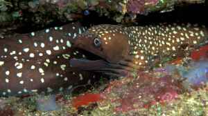 Gymnothorax prionodon im Aquarium halten