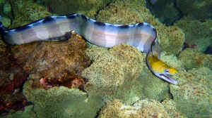 Gymnothorax rueppelliae im Aquarium halten