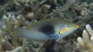 Halichoeres chloropterus im Aquarium halten