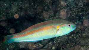 Halichoeres hartzfeldii im Aquarium halten
