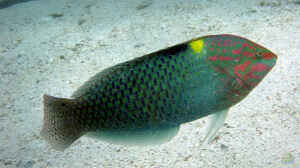 Halichoeres hortulanus im Aquarium halten