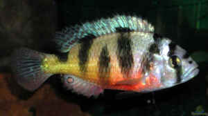 Einrichtungsbeispiele für die Haltung von Haplochromis latifasciatus im Aquarium