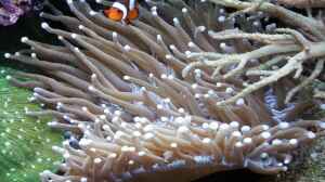 Heliofungia actiniformis im Aquarium halten