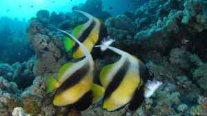 Heniochus intermedius im Aquarium halten