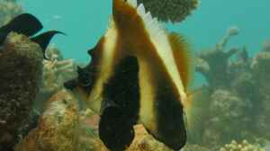 Heniochus pleurotaenia im Aquarium halten