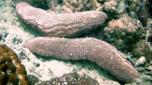 Herpolitha limax im Aquarium halten