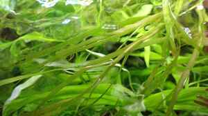 Heteranthera dubia im Aquarium pflegen