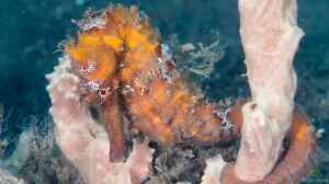 Hippocampus kuda im Aquarium halten