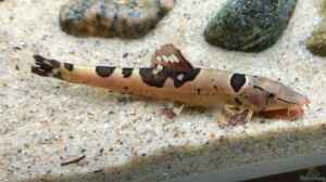 Homaloptera orthogoniata im Aquarium halten