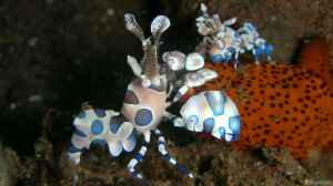 Hymenocera picta im Aquarium halten