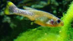 Ilyodon xantusi im Aquarium halten