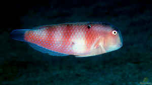 Iniistius dea im Aquarium halten