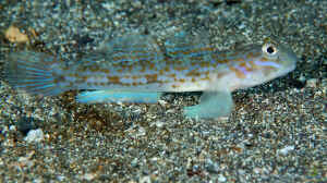 Istigobius hoshinonis im Aquarium halten