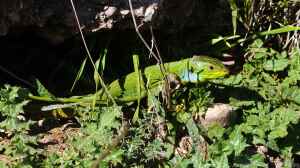 Lacerta media im Terrarium halten