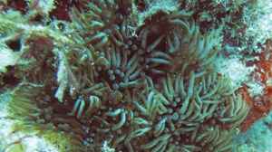 Lebrunia neglecta im Aquarium halten