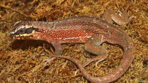 Leiocephalus personatus im Terrarium halten