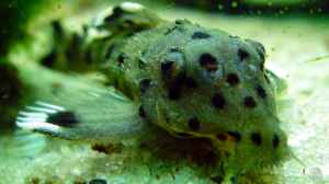 Aquarien mit Leporacanthicus joselimai
