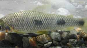 Leporinus muyscorum im Aquarium halten