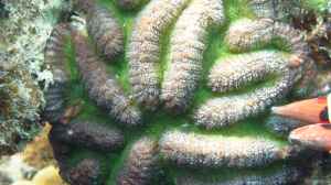 Lobophyllia hataii im Aquarium halten