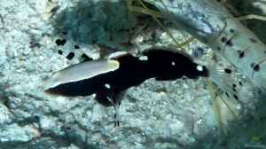 Lotilia graciliosal im Aquarium halten