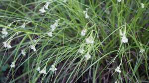 Luzula nivea im Garten pflanzen