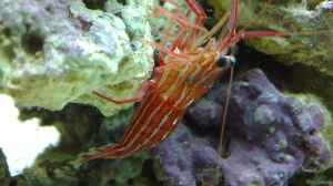 Lysmata seticaudata im Aquarium halten