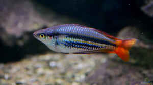 Melanotaenia papuae im Aquarium halten