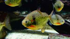 Aquarien mit Metynnis lippincottianus