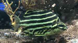 Microcanthus strigatus im Aquarium halten