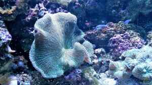 Montipora capricornis im Aquarium halten