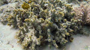 Montipora hispida im Aquarium halten