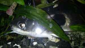 Mystus nigriceps im Aquarium halten