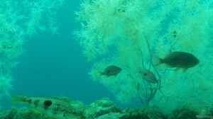 Notolabrus celidotus im Aquarium halten