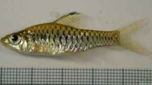 Oreichthys cosuatis im Aquarium halten