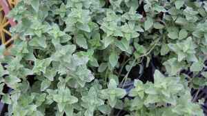 Origanum majorana am Gartenteich