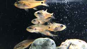 Ostorhinchus semilineatus im Aquarium halten