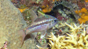 Ostorhinchus urostigmus im Aquarium halten