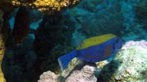 Ostracion cyanurus im Aquarium halten