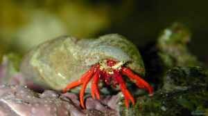 Paguristes cadenati im Aquarium halten