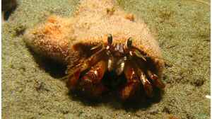 Pagurus armatus im Aquarium halten